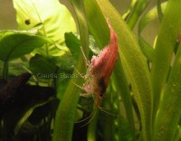 /album/i-miei-acquari/acquario-3-jpg/